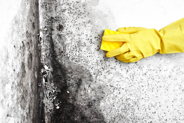 Certified Mold Removal in White House Station, NJ