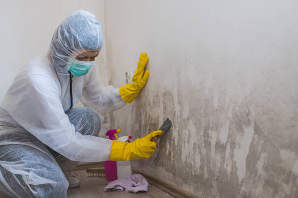 Best Commercial Mold Removal  in White House Station, NJ