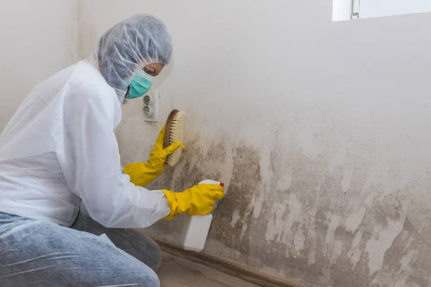 Best Toxic Mold Removal  in White House Station, NJ