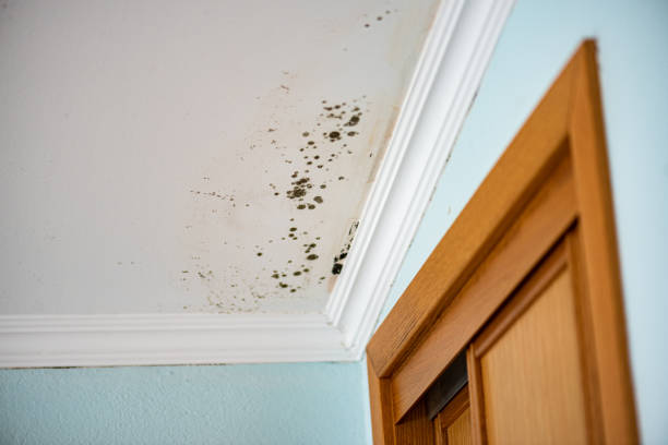 White House Station, NJ Mold Removal Company