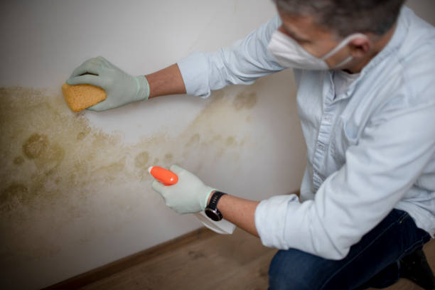 Best Black Mold Removal  in White House Station, NJ
