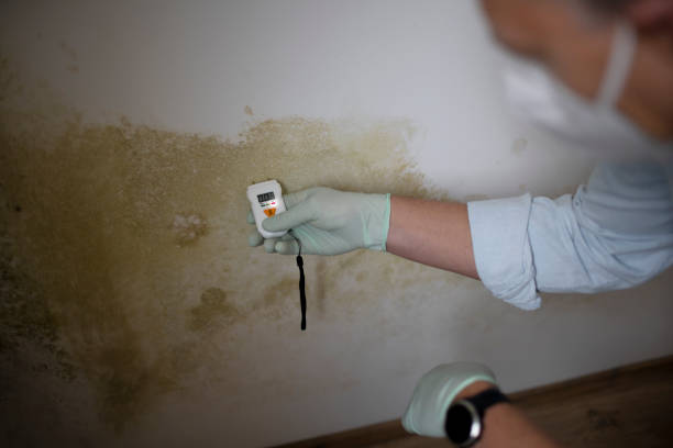 Best Home Mold Removal  in White House Station, NJ