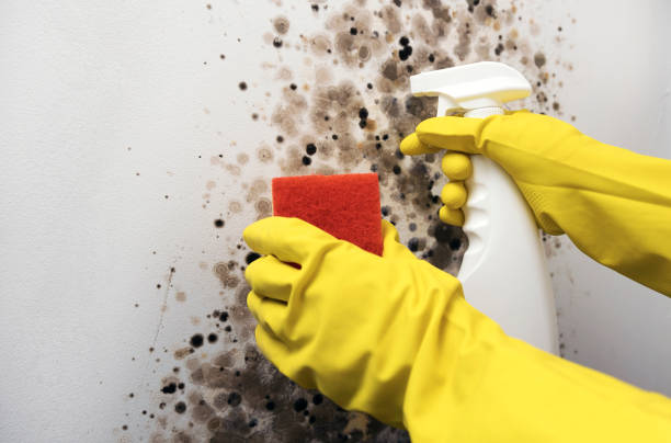 Best Fast Mold Removal  in White House Station, NJ