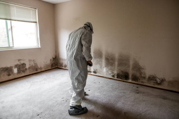 Best Mold Removal Company Near Me  in White House Station, NJ
