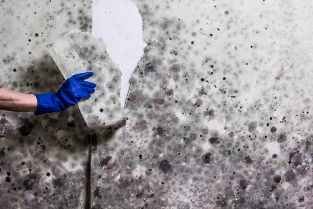 Best Mold Remediation  in White House Station, NJ