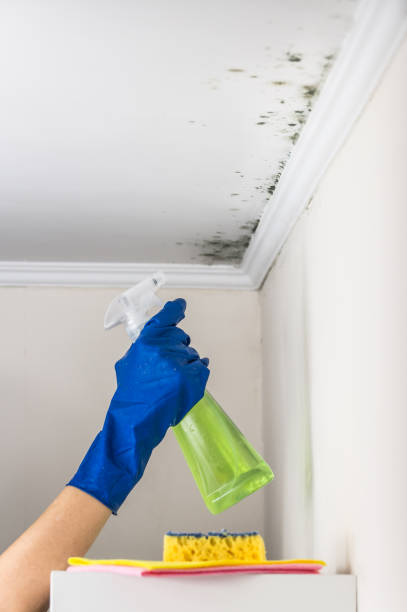 Best Affordable Mold Removal  in White House Station, NJ